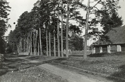 Männi puiestee Sutlema mõisas. Hageri khk.  similar photo