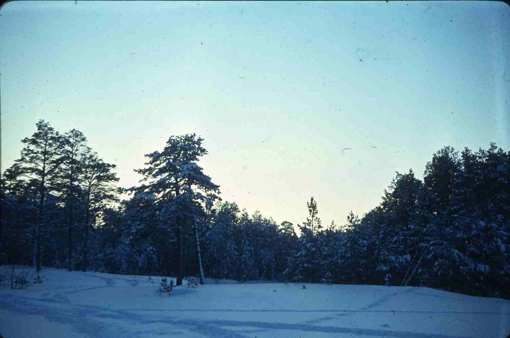PIM - loodus talvel