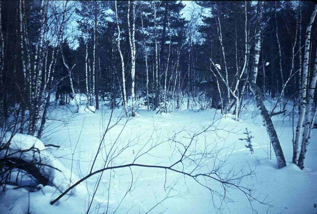 PIM - loodus talvel