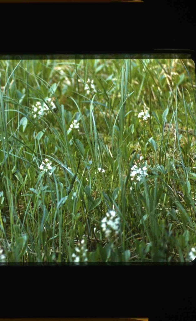 PIM - looduse detaile