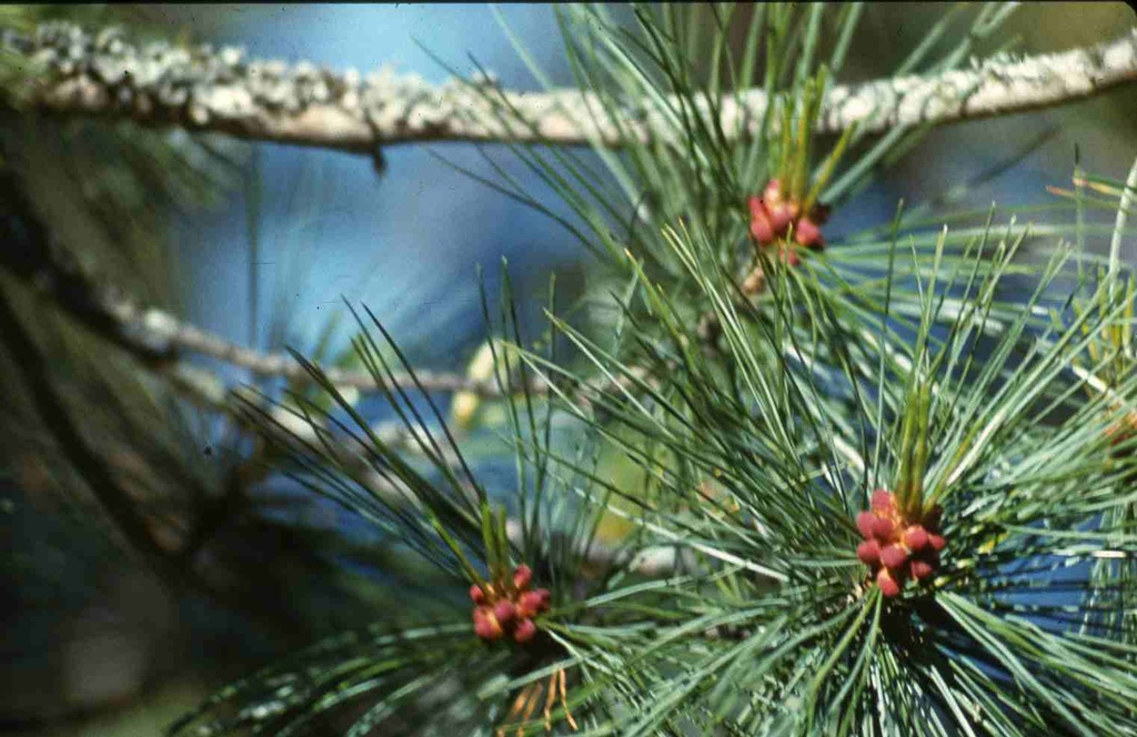 PIM - looduse detaile