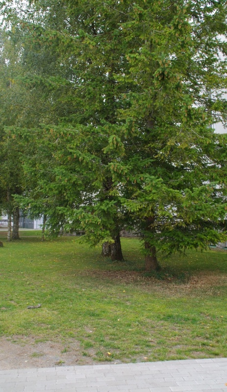 Rakvere I Keskkooli 75. aastapäeva tähistamine rephoto