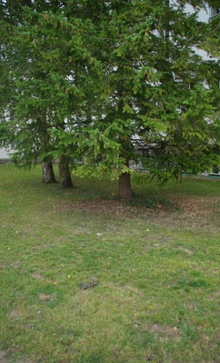 Karl Orviku mälestussammas Rakvere I Keskkooli ees rephoto