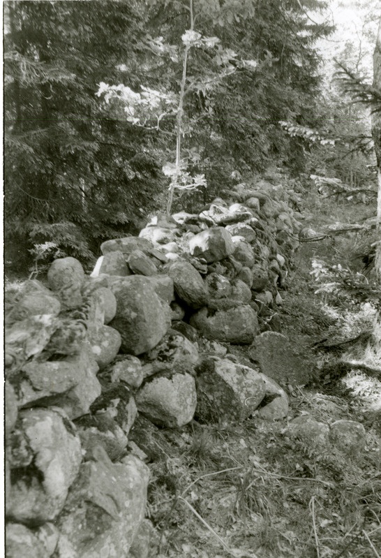 Kiviaed Sutru metsas Tümina ehk Tammeaias