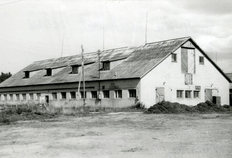 Paderiku vasikalaut Lümandas