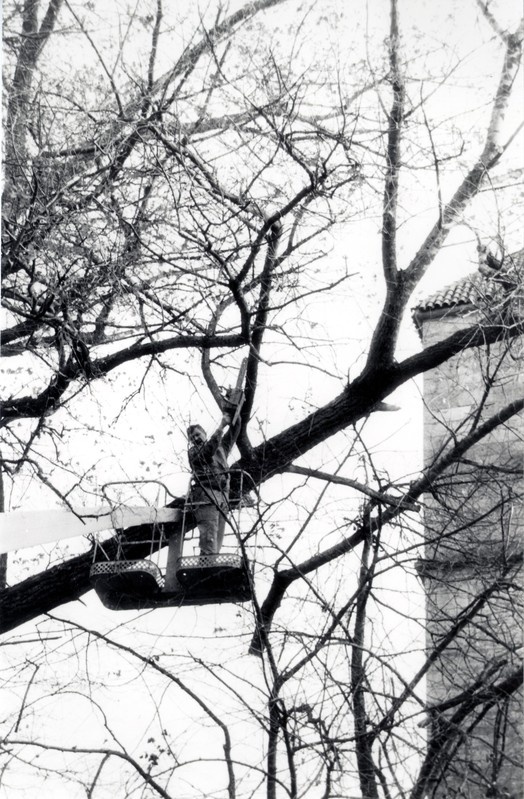 Suure papli mahavõtmine Lossihoovis