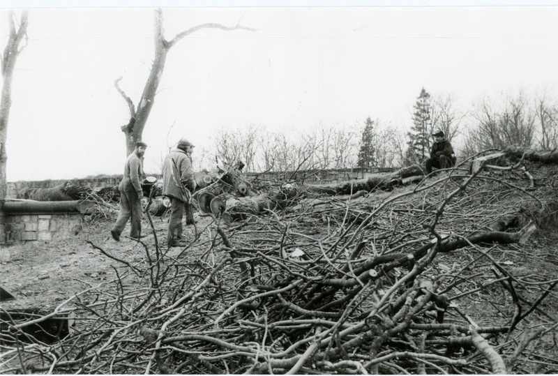 Kuressaare kindluse loodekurtiinil mahavõetud puud
