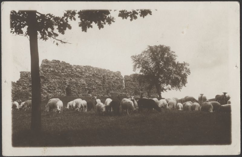 fotopostkaart, Viljandi, II Kirsimägi, lambad, müür, 1912