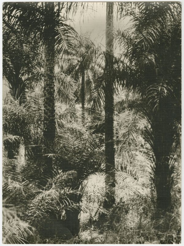 Palmid ühel Guinea saarel.