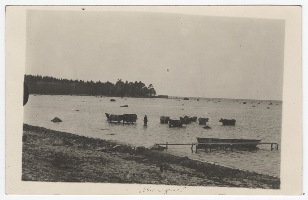 Kariloomad Karepa rannas.