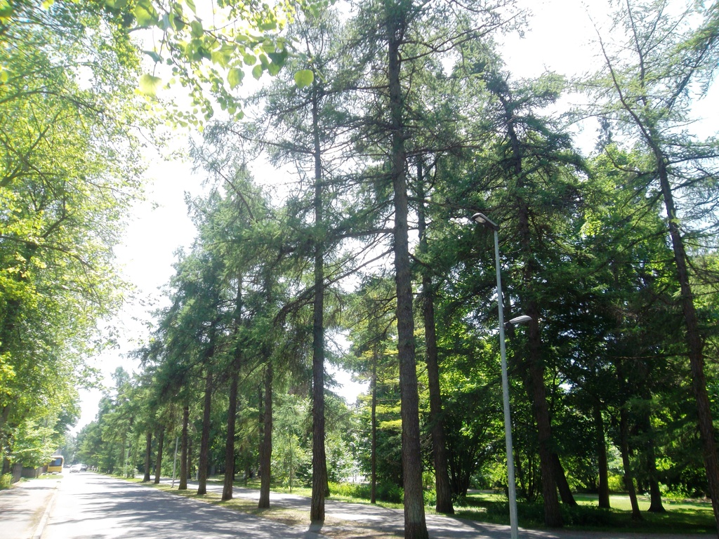 Lehised Pärnus - lang