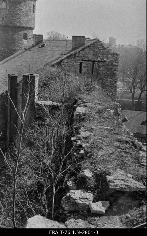 Linnamüür Nunnatorni ja Saunatorni vahel. Linnamüüri lõik enne restaureeririmistöid.