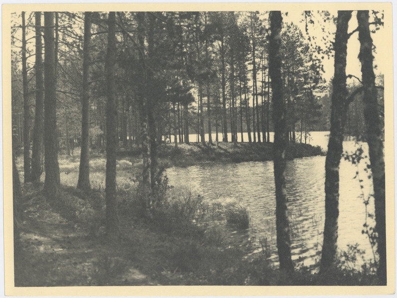 Viitna-Pikkjärve rannavaade, esiplaanil neemik.