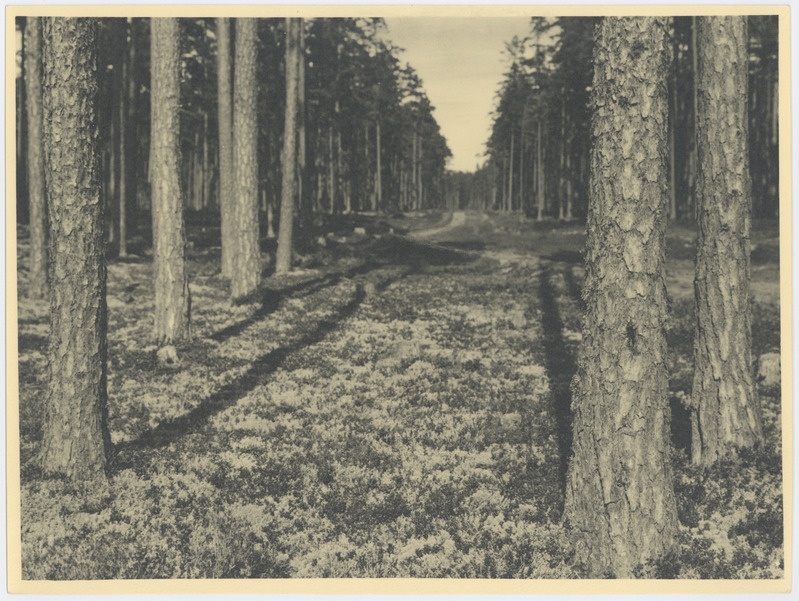 Võsu, nõmmemaastik männikus kulgeva metsaga.