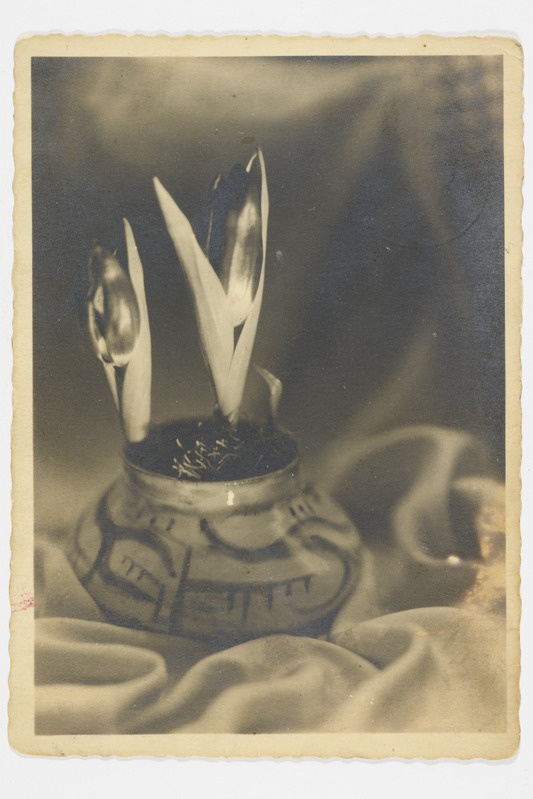 Lihavõttekaart vaasis tärkavate tulpide kompositsiooniga