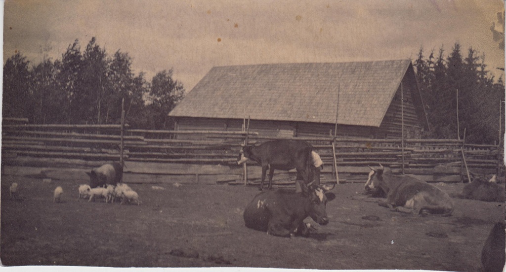 Kurgja kari karjaaias.