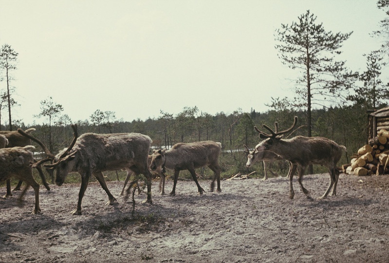 Põhjapõdrad. Handi-Mansi autonoomne ringkond Berjozovo rajoon Kazõmi külanõukogu Aivošjugani väikeasula.
Foto 1984.