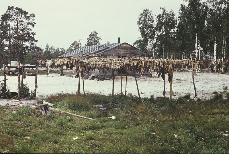 Kalade kuivatamine. Handi-Mansi autonoomne ringkond Berjozovo rajoon Kazõmi külanõukogu Aivošjugani väikeasula.
Foto 1984.