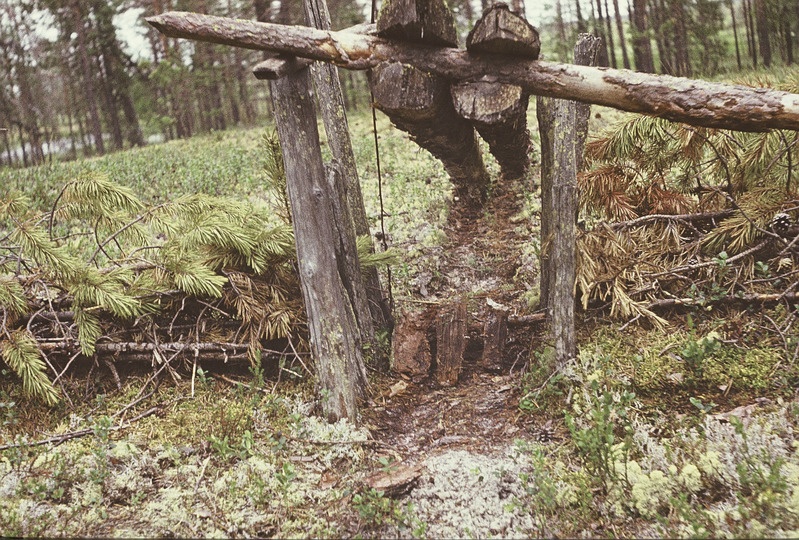 Handi püünis, püütakse rabapüüsid ja metsiseid. Handi-Mansi autonoomne ringkond 
Berjozovo rajoon Kazõmi külanõukogu. Foto 1984.