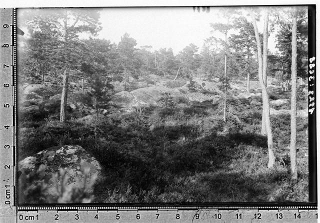 Tütarsaar. Kirik metsas.