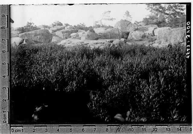 Tütarsaar. Myrica gale [harilik porss] assots. Rompiniemil.