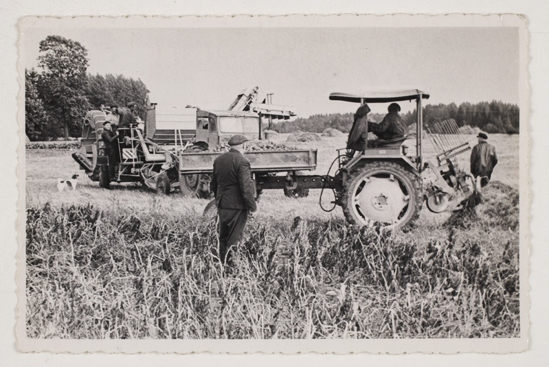 Kartulivõtt kolhoosi "Kindel Tee" põllul 1969.aastal.