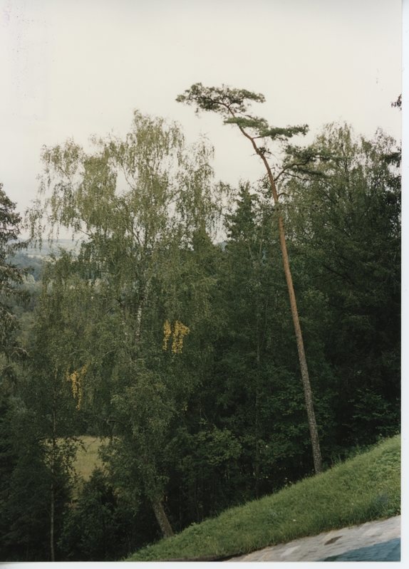 Tehvandi hüppemäe nõlv