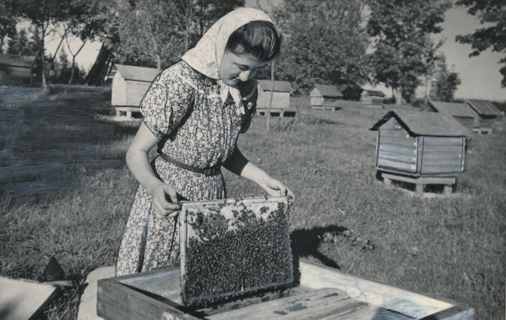 Foto. Antsla rajooni J. M. Sverdlovi nim.  kolhoosi mesinik Ilme Väide töötamas kolhoosi mesilas 1955.a.