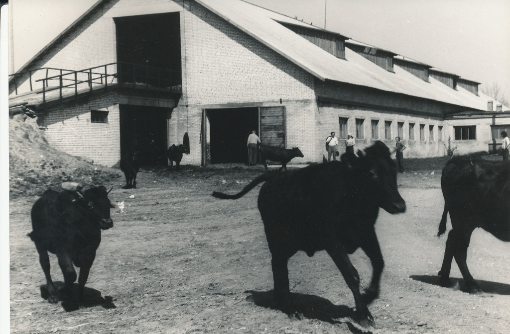 Foto. Karjalaskmine Väimela NST Navi karjalaudas mais 1976.a.