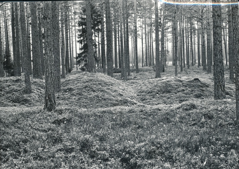 Foto. Kääpad Loosi kääbastikus
