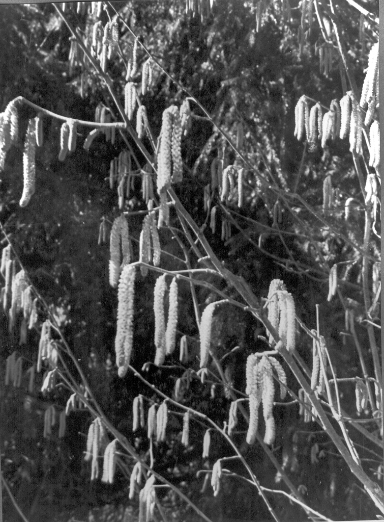 Fotoalbum. Ahja, Võhandu, Piusa ja Pärlijõe ümbrus. Urbadega oksad Kimera orus 1930.aastal.