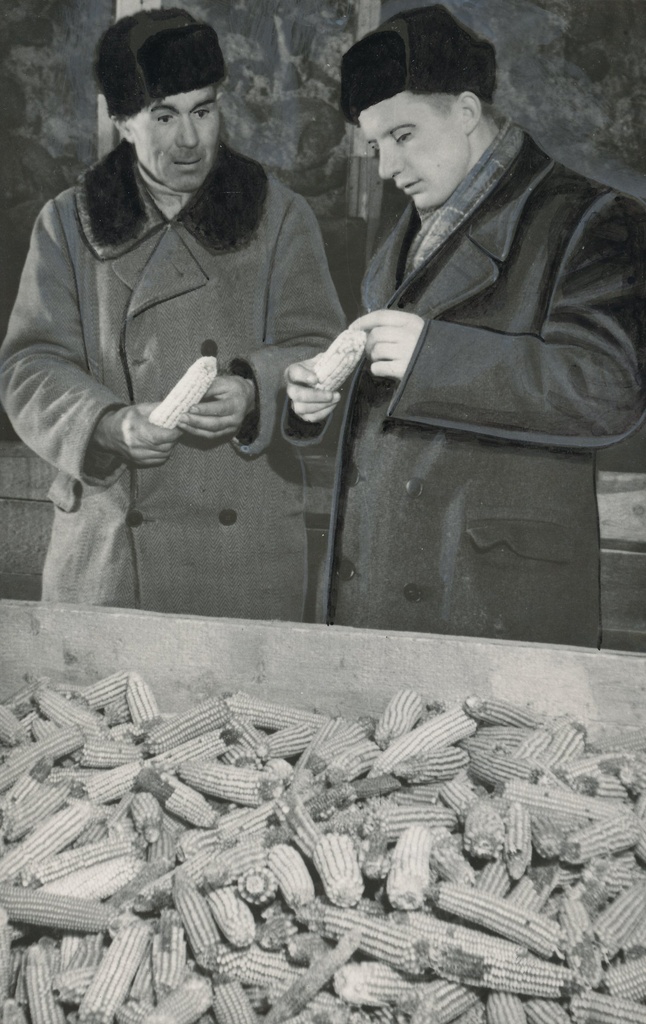 Foto. Vastseliina rajooni  Koidu  kolhoosi esimees E. Ojamets ja laohoidja G. Kenk (vasakul) saabunud maisiseemet kontrollimas 1955.aasta aprillis.