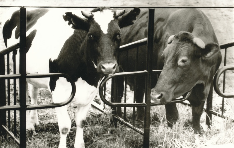 Foto.  Väimela NST lehmad.