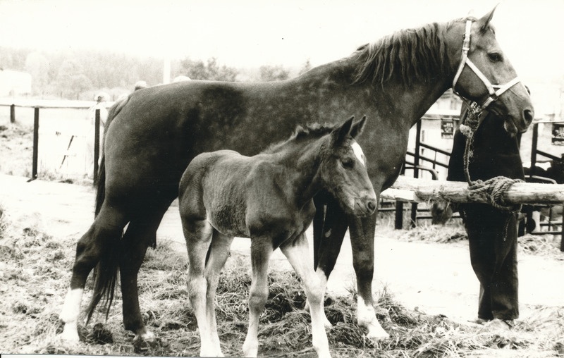 Foto. Kuldre kolhoosi tori tõugu hobune koos vankriga näitusel Väimela NST.
