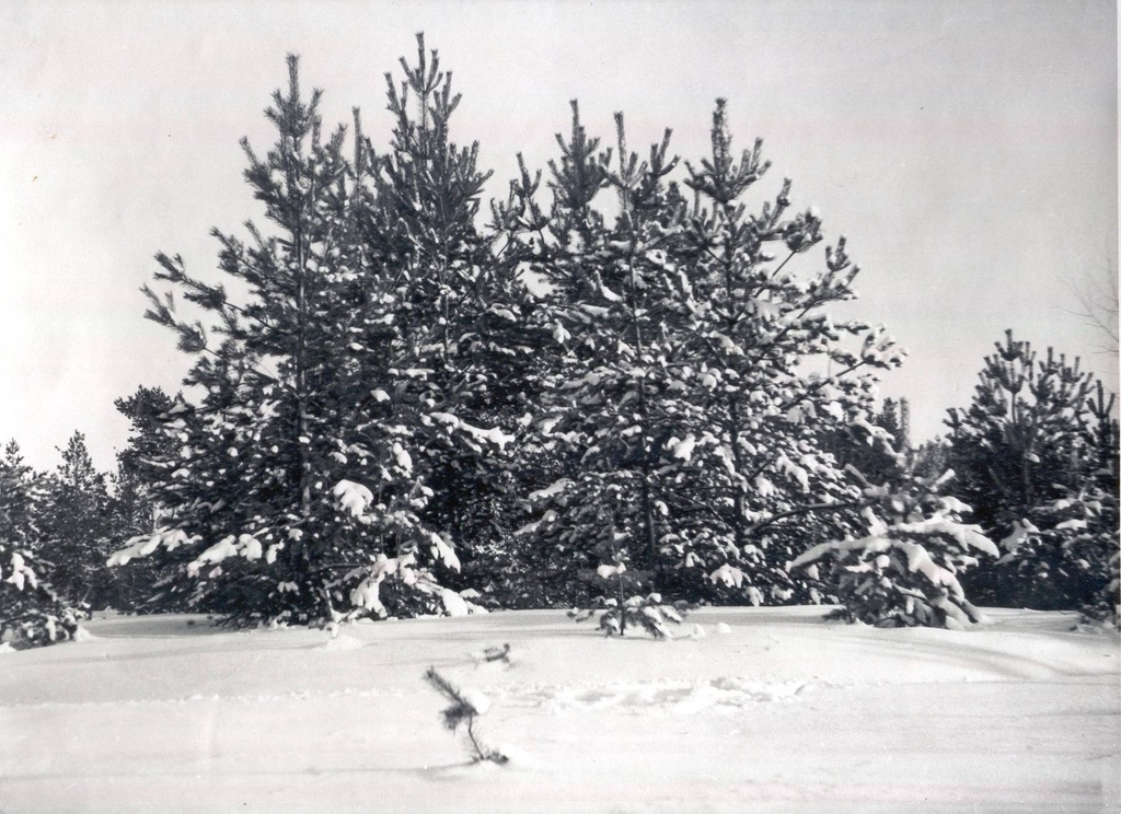 Foto. Talv metsas1958.a. autor Richard Pragi.