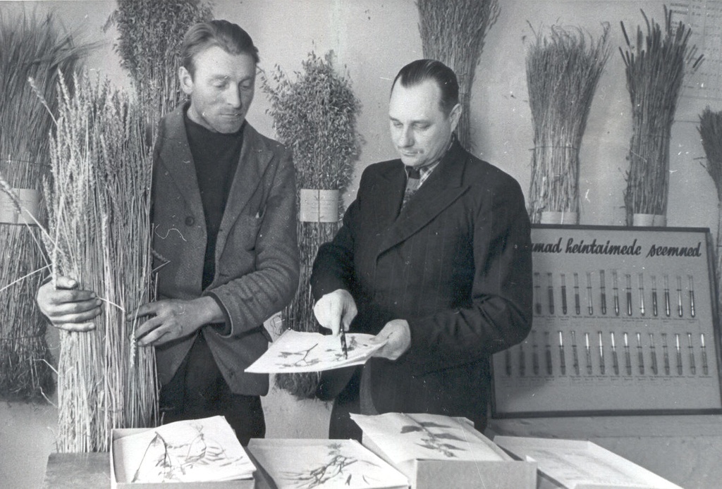 Foto. J. Peets, Edasi kolhoosi agronoom tutvustamas brigadir K. Lusbole turba-sõnnikukombosti väetisena kasutamist.