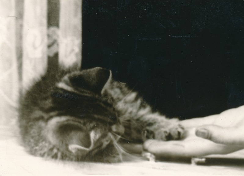 Alice Sagritsa kass Bonifacius