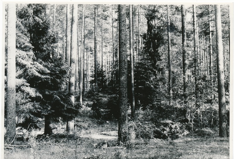 Männik Kivinõmmel