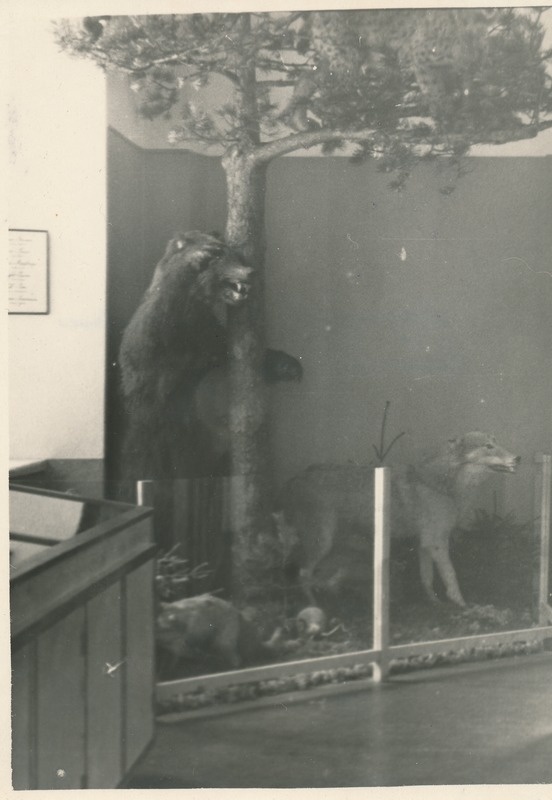 Ekspositsioon loodusteaduse osakonnas