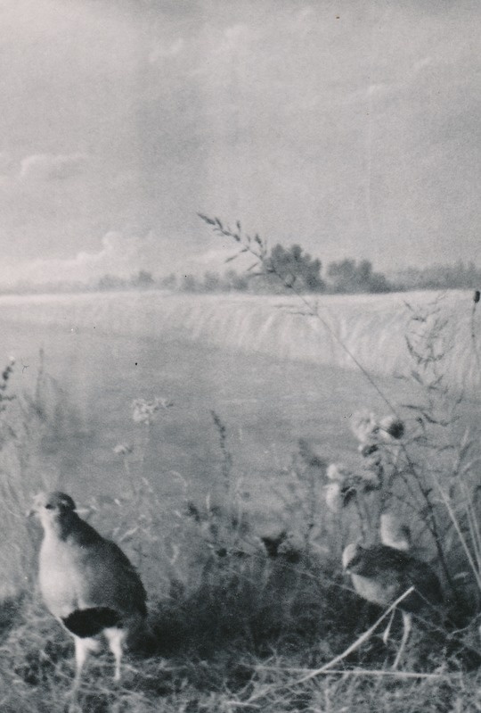 Biogrupp loodusteaduse osakonnas