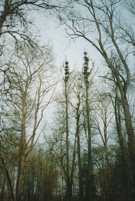 Triigi mõisa park
