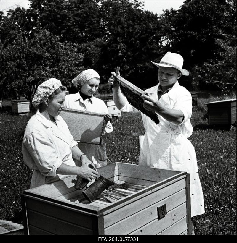 1961. aastal Erfurdist (Saksa DV) korraldatud näitusel kuldmedaliga autasustatud Rakvere rajooni Kullaoru aiandussovhoosi eesrindliud mesinikud Henn ja Elsa Sard ning Arkna Mesinduskooli praktikant R. Roopa (keskel) mesilas.