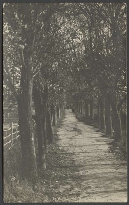 fotopostkaart, Viljandi, Vana kalmistu, Surnuaia allee, u 1915, foto J. Riet  duplicate photo