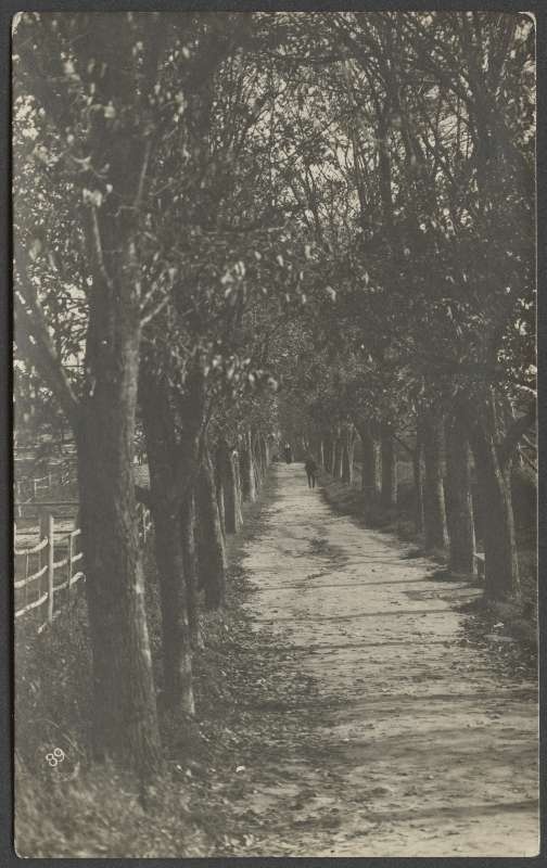 fotopostkaart, Viljandi, Vana kalmistu, Surnuaia allee, u 1915, foto J. Riet