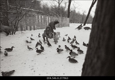 Pargis.  similar photo