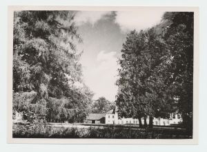 Vana- Vigala pargi elupuud