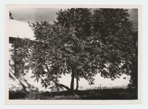 Hall pähklipuu Vana-Vigala pargis