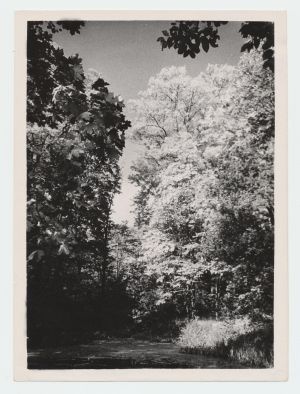 Komsomoli tiigi kallas Vana- Vigala pargis