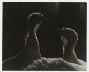 Järlepa TK kalkunid