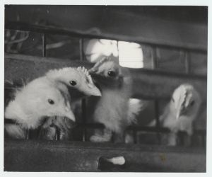 Järlepa TK tibupojad